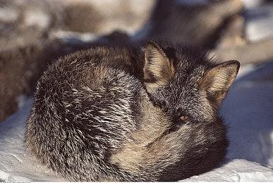 《鬼灭之刃：火神血风谭2》新角色预告：不死川玄弥